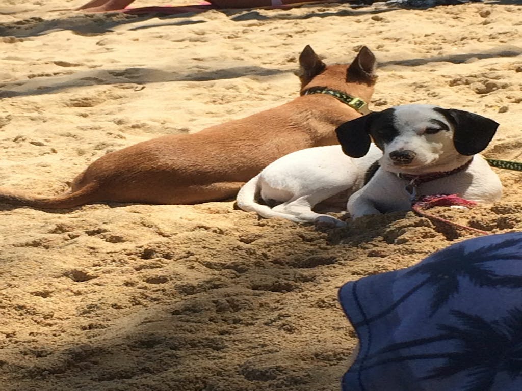 Dogs on pet-friendly Hawaii beach