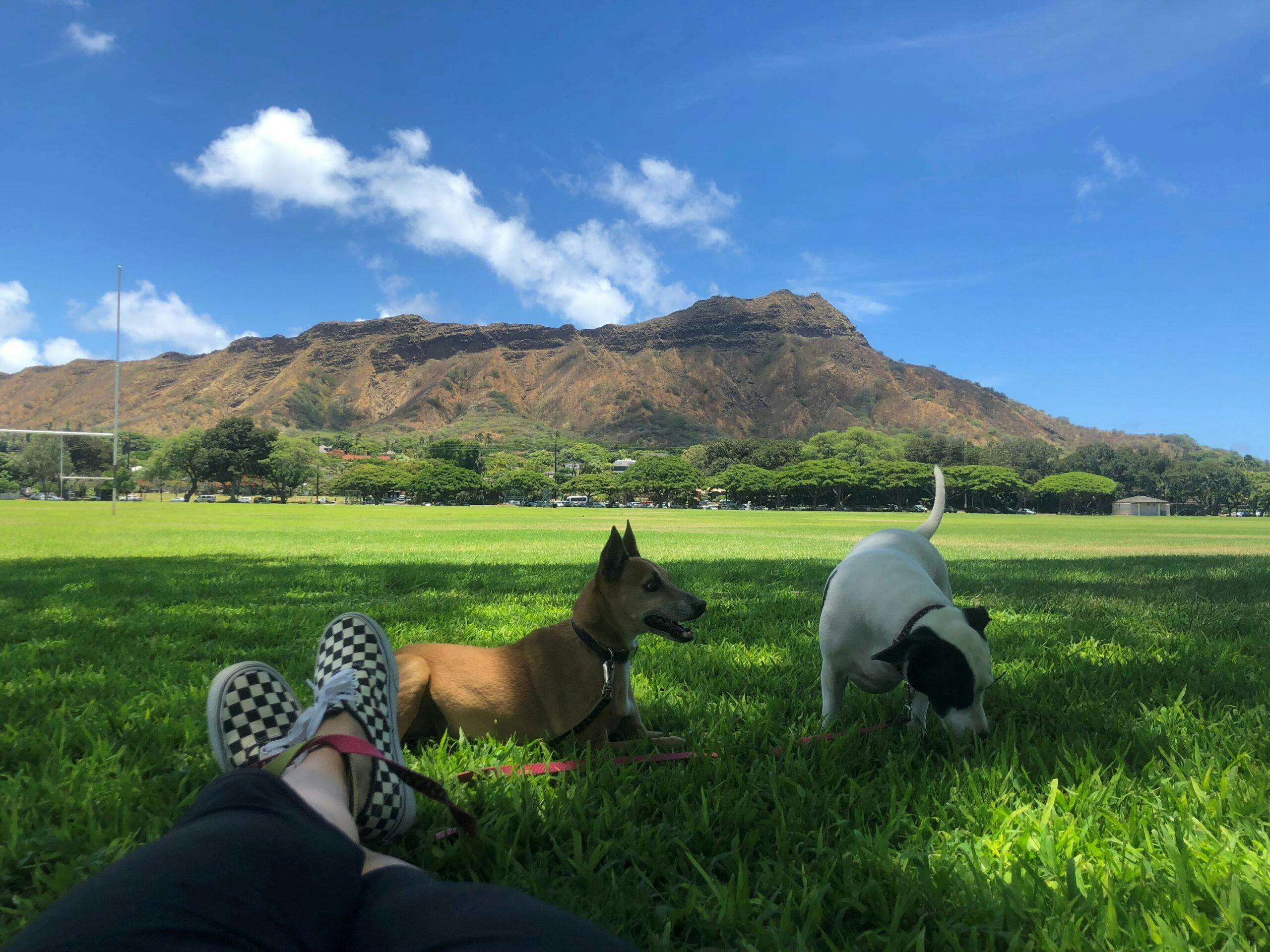 Dogs at Kapiolani Park Diamond Head
