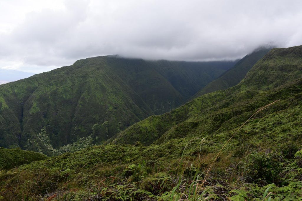 Maui forest hike