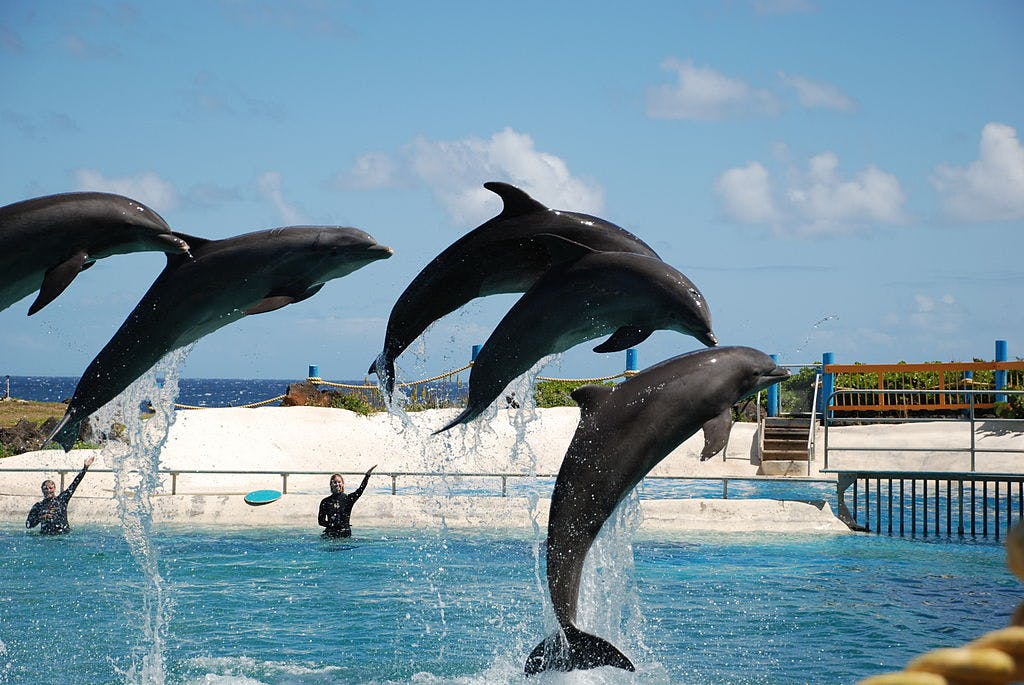 meet dolphins