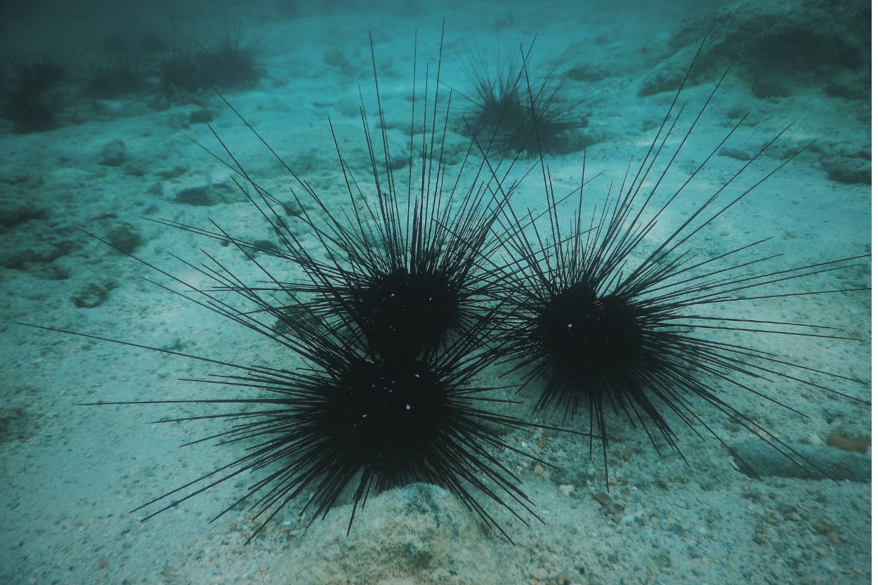black sea urchin