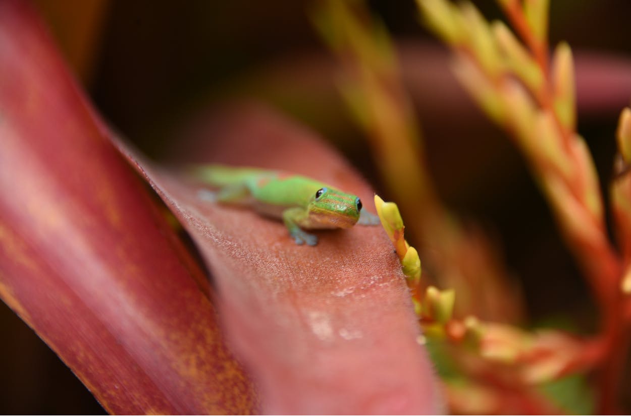 geckos in hawaii