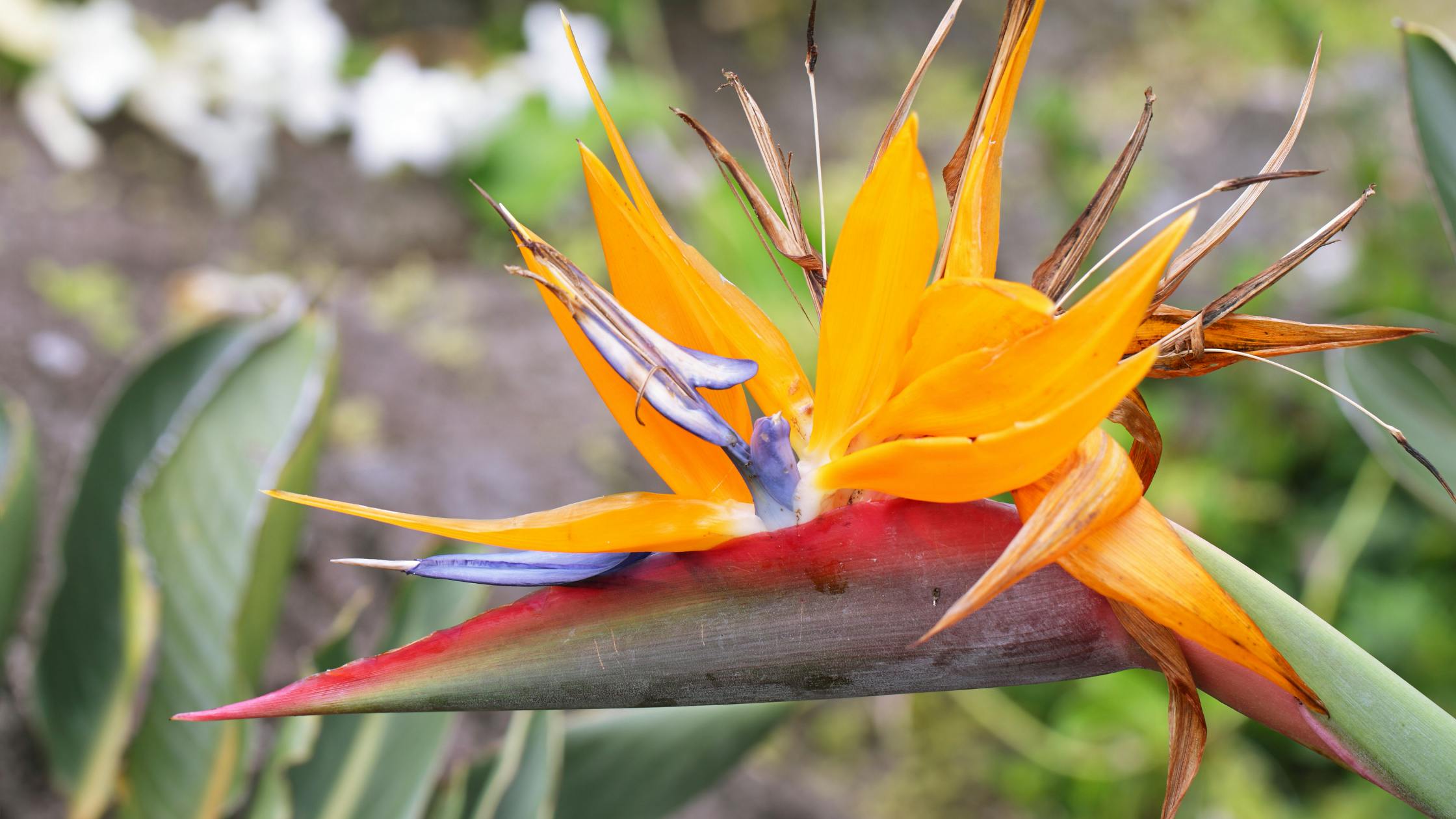 Kauai botanical gardens bird of paradise