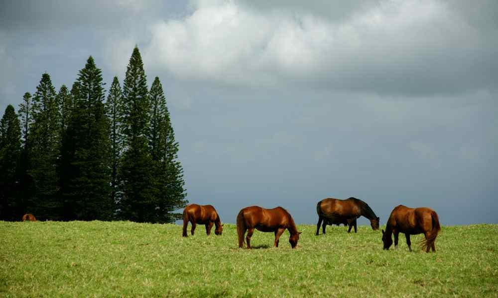 Maui horseback riding