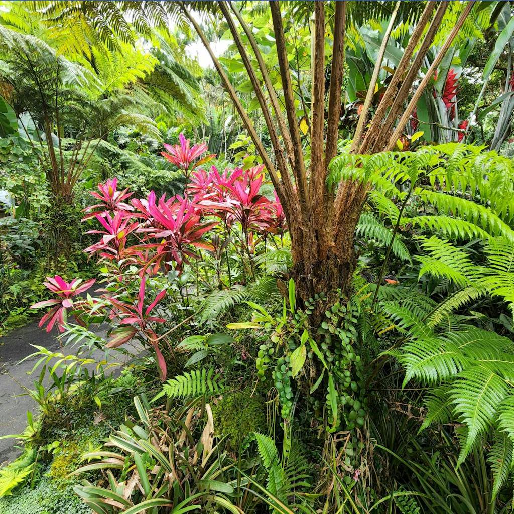 Torpical plants and flowers at Hawai‘i Tropical Bioreserve & Garden