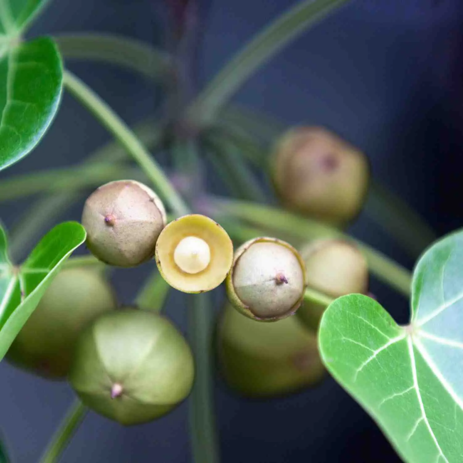 Foraging Hawaii: How To Find Edible Plants in the Islands | Hawaii ...