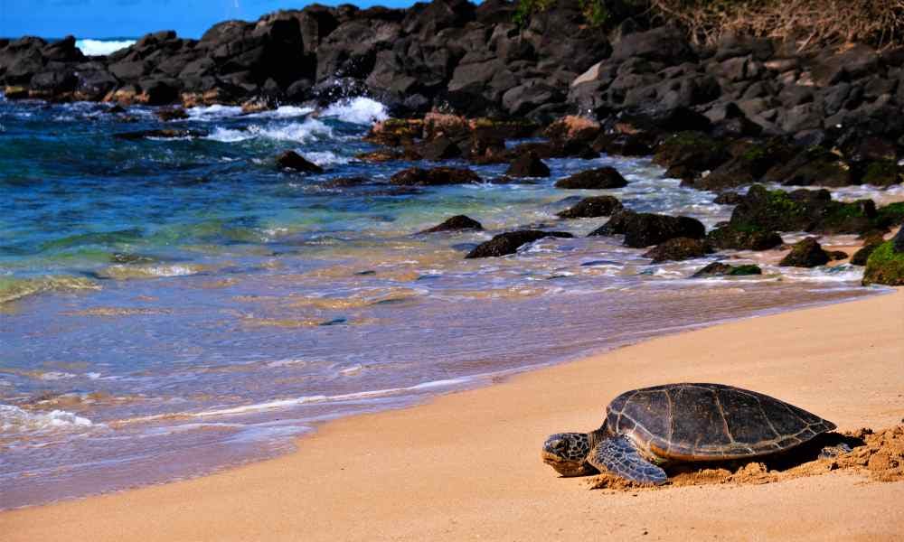 Sea Turtle at Laniakea Beach