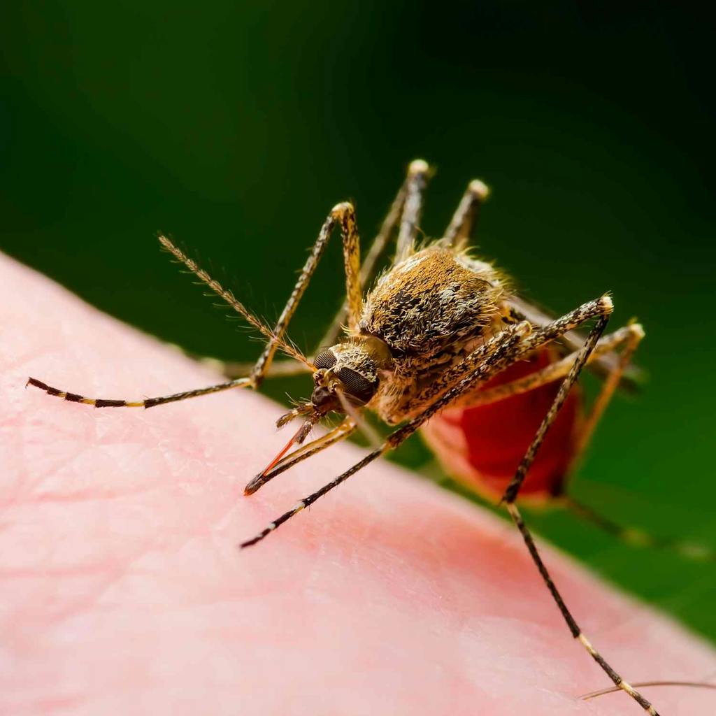 Mosquito that could carry zika