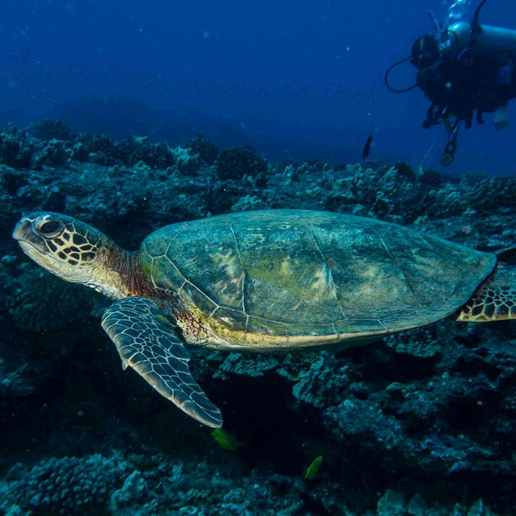 Scuba Diving Hawaii Turtle