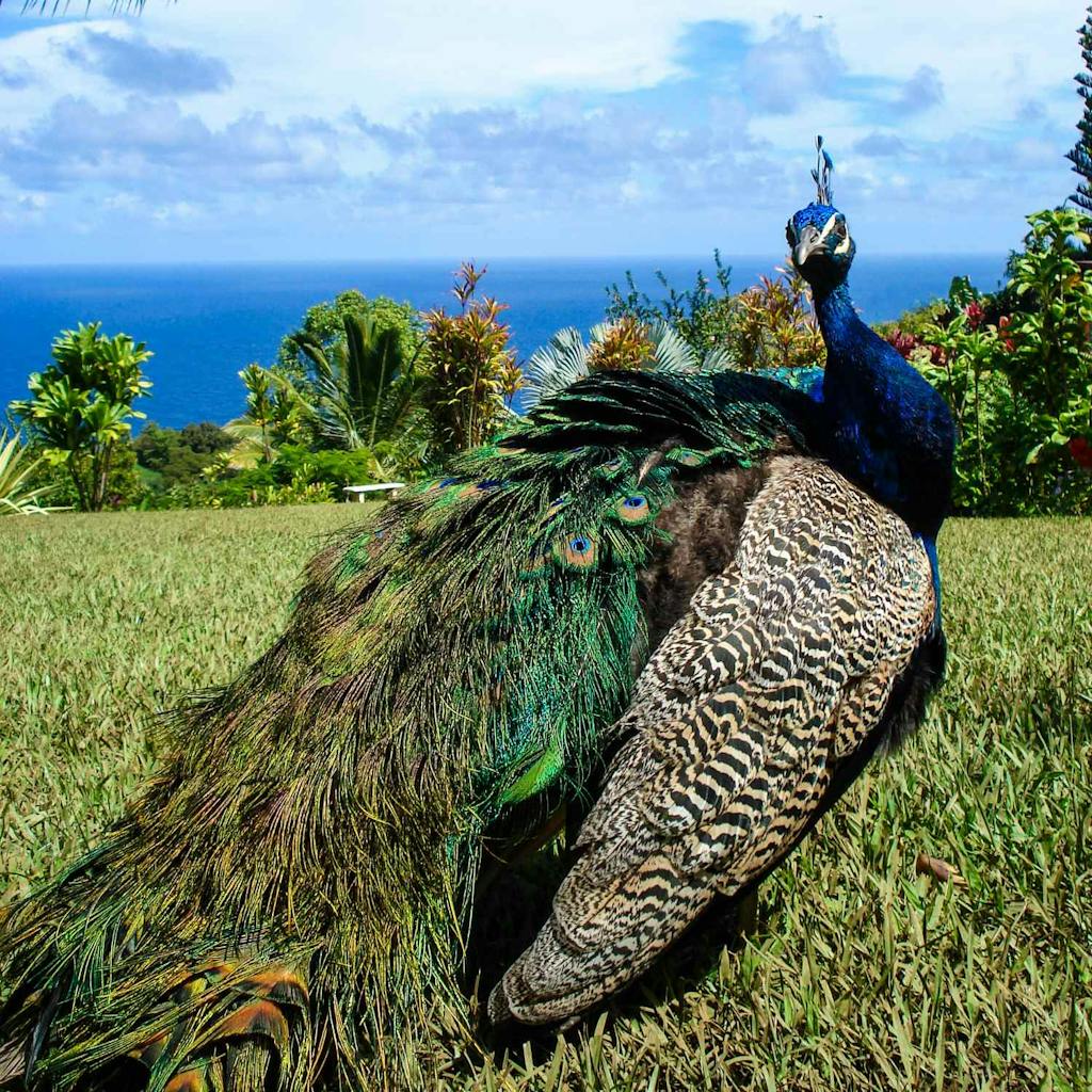 A Peacock in Hawaii