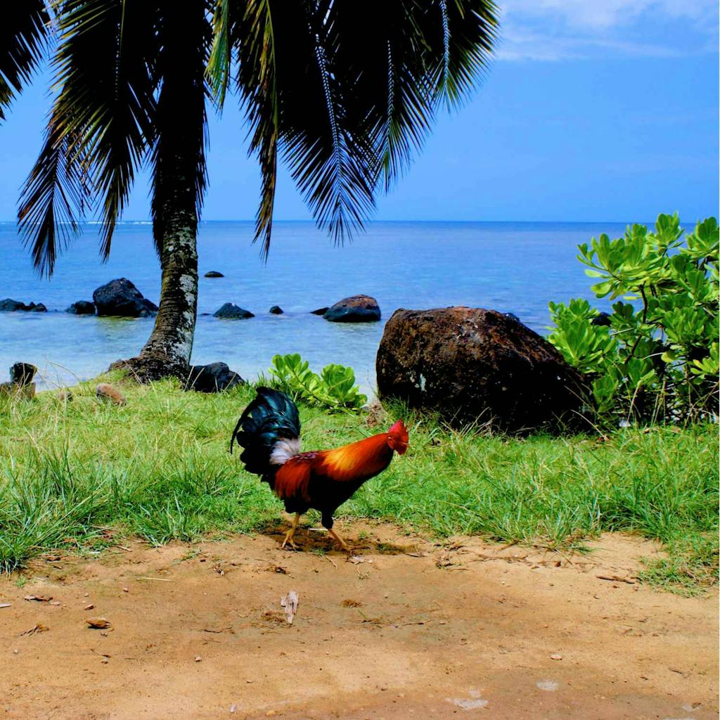 Chicken on Hawaii Beach