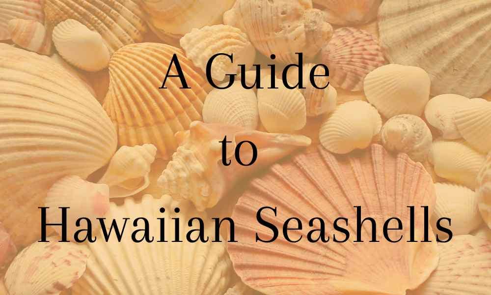 A Guide to Hawaiian Seashells