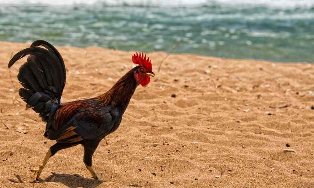Hawaii Chicken on the Beach