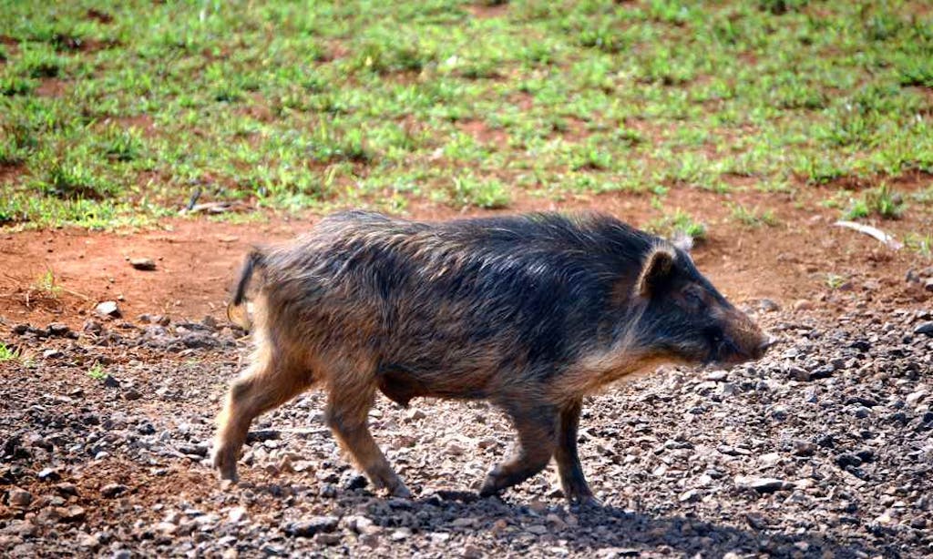 Kauai hunting: feral pigs in Hawaii