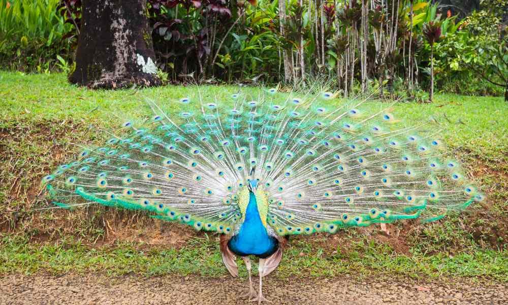 Peacocks in Hawaii