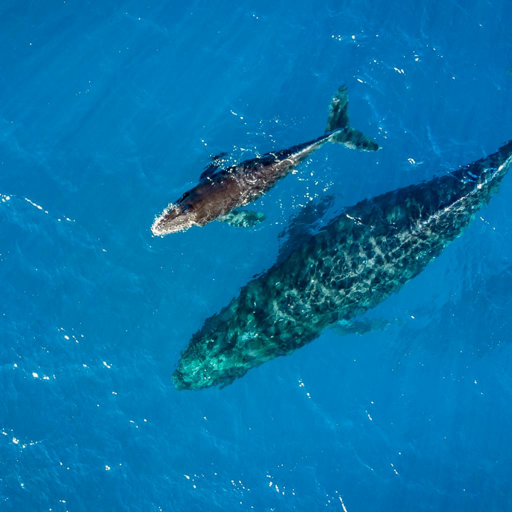 Mother and baby humpback whale in Hawaii