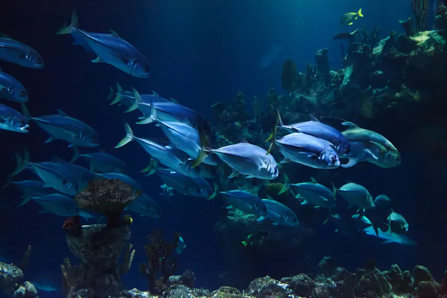 Howiye Fish Enjoying Hawaii's tasty reef fish
