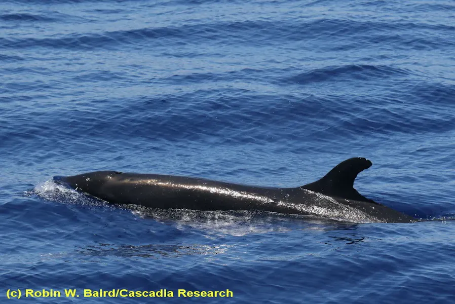 false-killer-whales